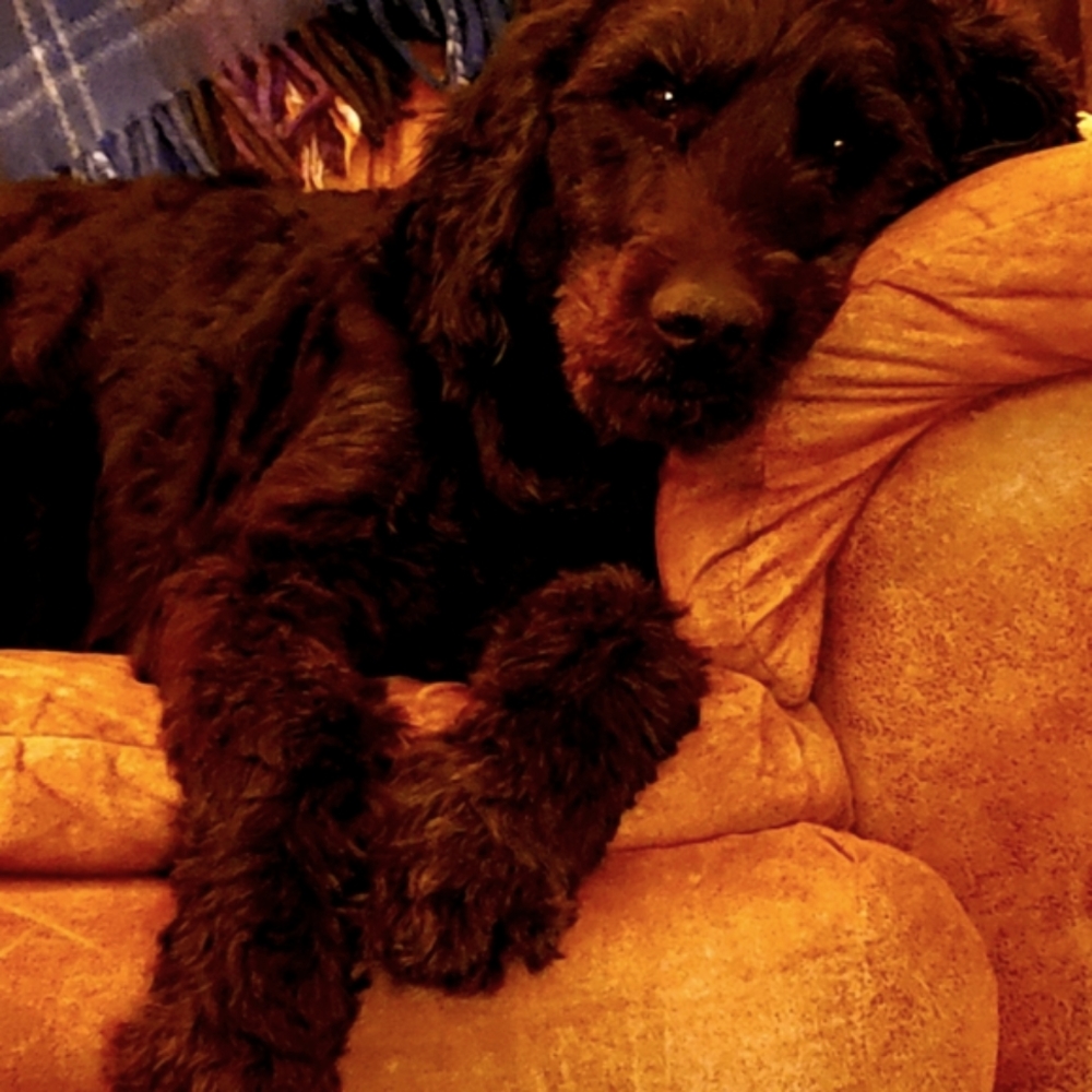 Meet your Posher, Joni - Picture 7 of 16